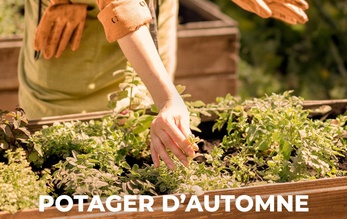 Potager d'automne