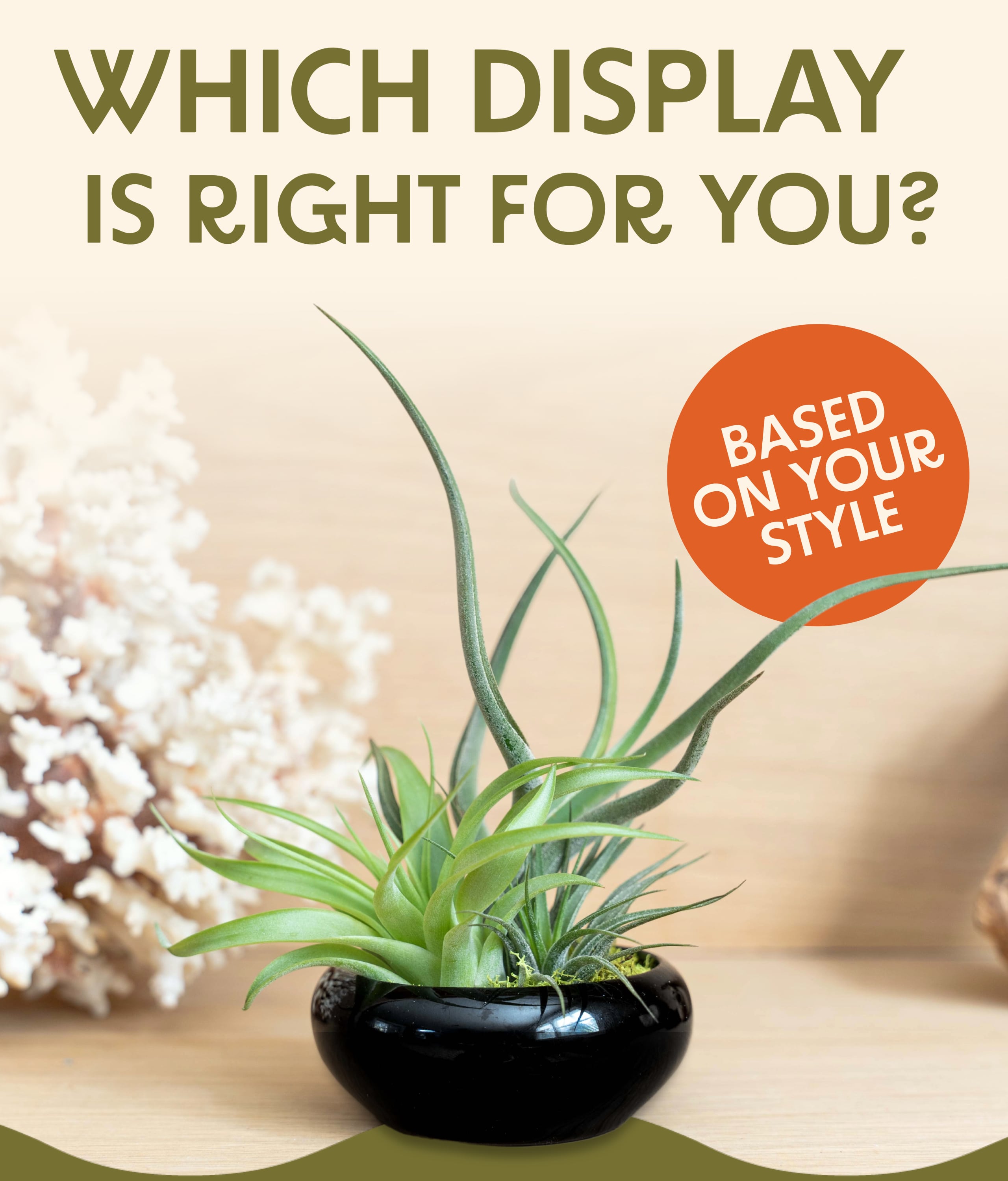 Air Plant Shop Which air plant display is right for you? 🍃 Milled