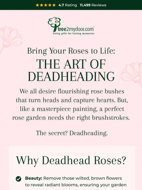 Pro Tip: Deadhead Your Roses