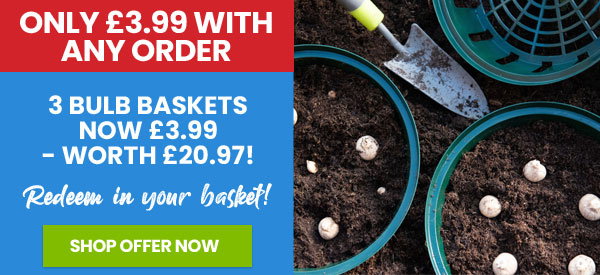 Bulb Basket
