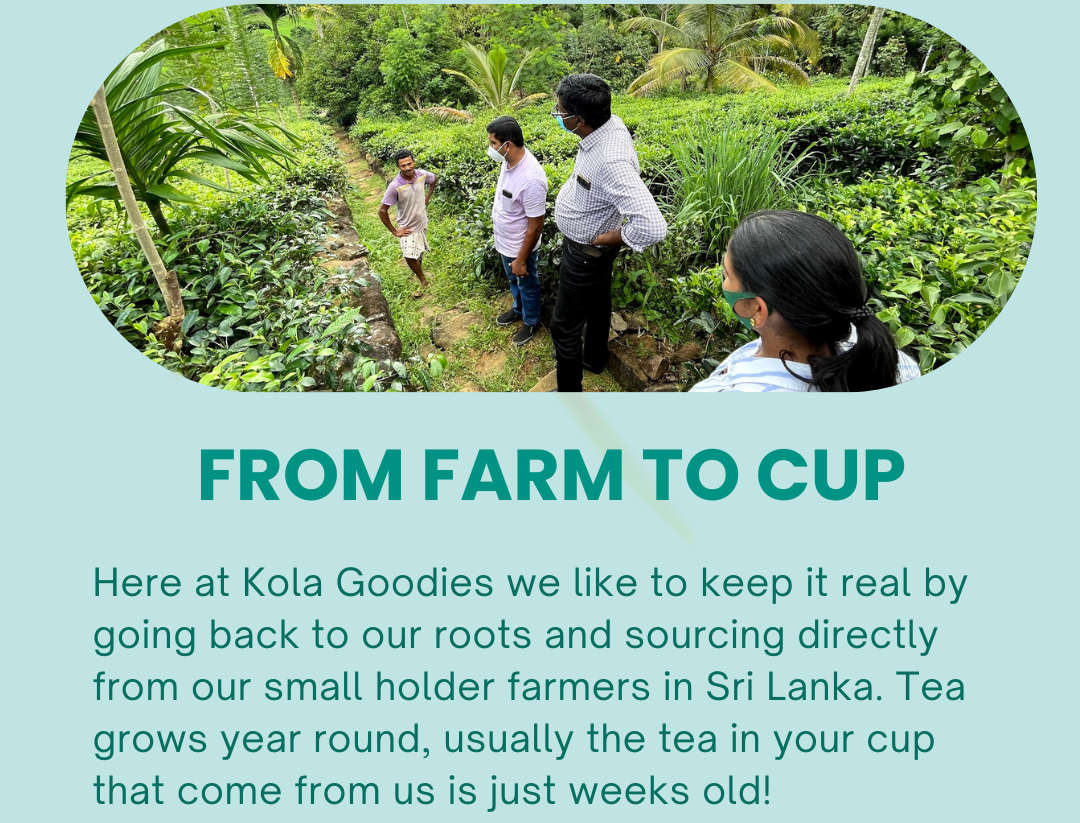 Kola Goodies Ceylon Tea vs Assam (A quick guide)👍 Milled