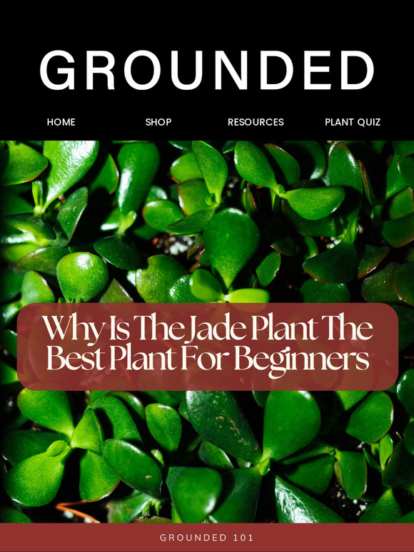 The Power Of The Jade Plant