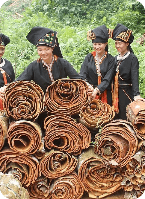 Cassia Cinnamon Origin
