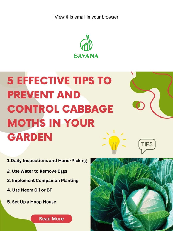 5 Effective Tips to Prevent and Control Cabbage Moths
