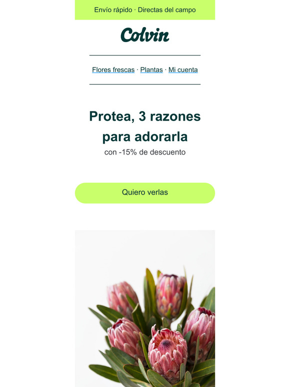 ¿Necesitas una razón (o 3) para adorar las proteas?🙏