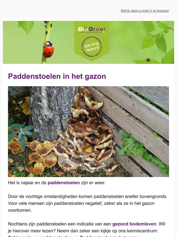 🐞 Daar zijn de paddenstoelen! | Tuintips november