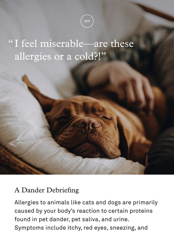 Pet allergies or a cold?
