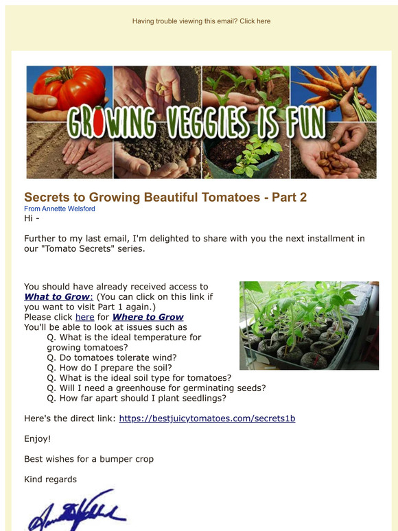 Secrets to Growing Beautiful Tomatoes Part 2 —