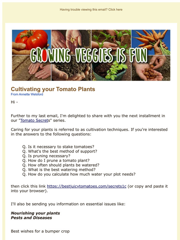 The secrets to cultivating your tomato plants —