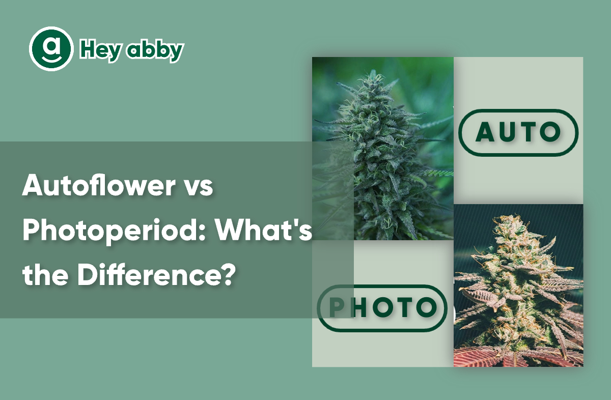 HeyAbby Autoflower vs Photoperiod side by side) Milled