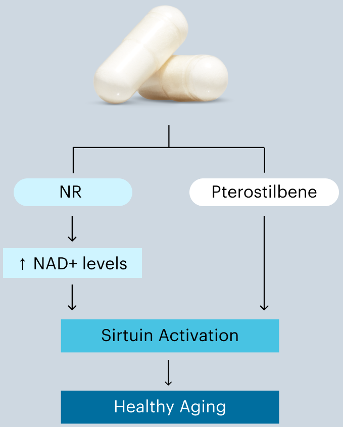 Elysium Health: The Abstract: The Role of NR in Healthy Inflammation ...