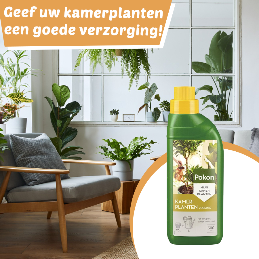 Kamerplanten