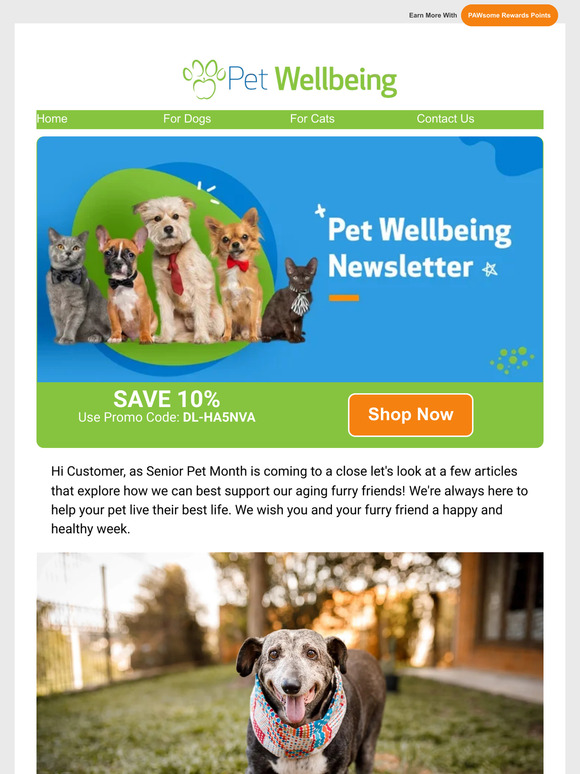 Pet Wellbeing Best Ways to Keep Your Senior Pet in Good Physical Shape