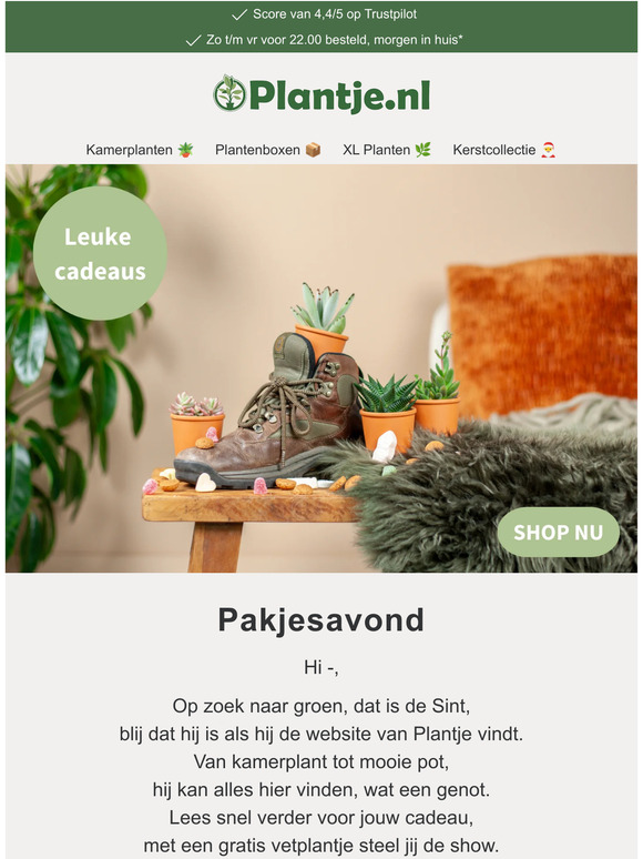 Een plant cadeau van de Sint 🎁