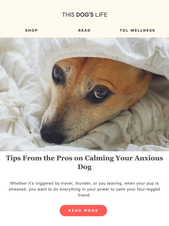 View of This Dog's Life: The 11 best ways to calm an anxious dog, according to ...