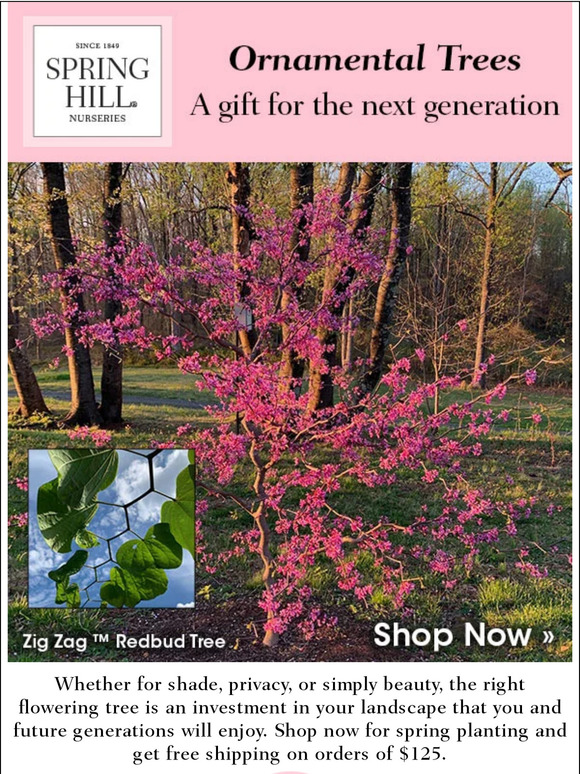 Spring Hill Nursery Add Ornamental Trees to anchor your landscape