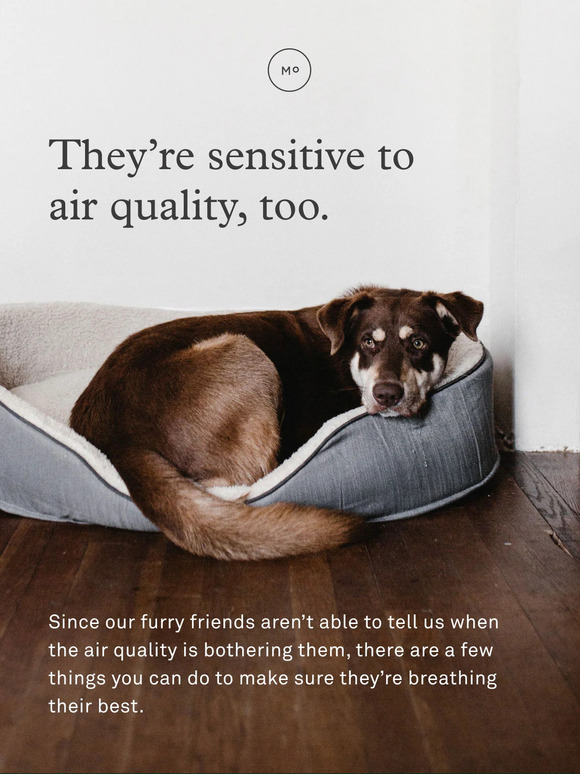 How air pollution affects pets