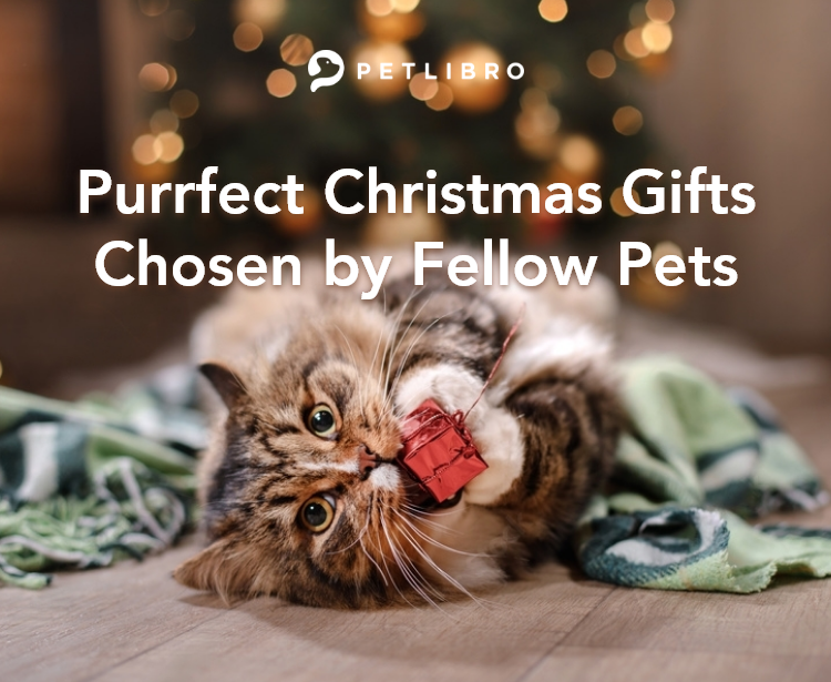 Purrfect Christmas Gifts Chosen by Fellow Pets