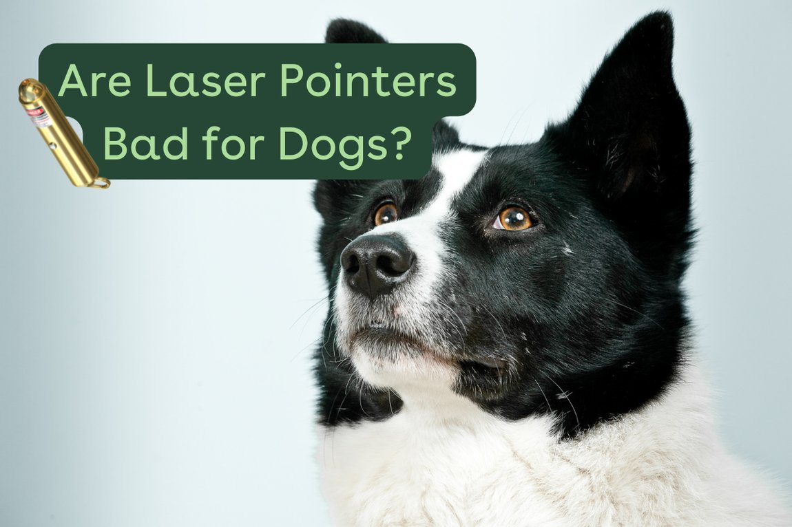pupford The Dangers of Laser Pointers for Dogs Milled