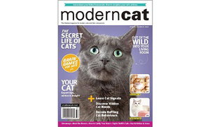 Modern Cat Magazine