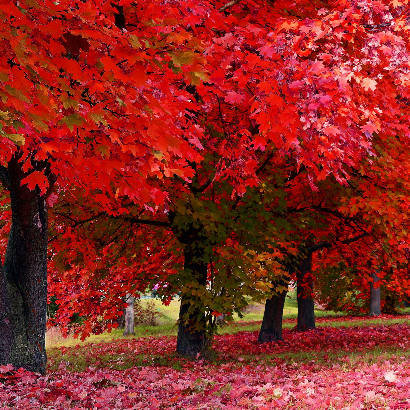 TN Nursery: Nature's Colorful Canvas: The Top 5 Vibrant Trees to Plant ...
