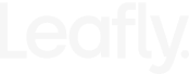 Leafly.