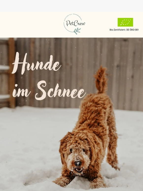 Fellknäuel im Schnee ❄️ 🐕
