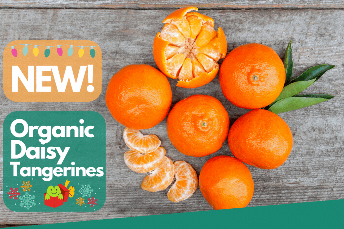 Frog Hollow Farm Our Top Citrus Pick! 🍊 Organic Daisy Tangerines! 😍