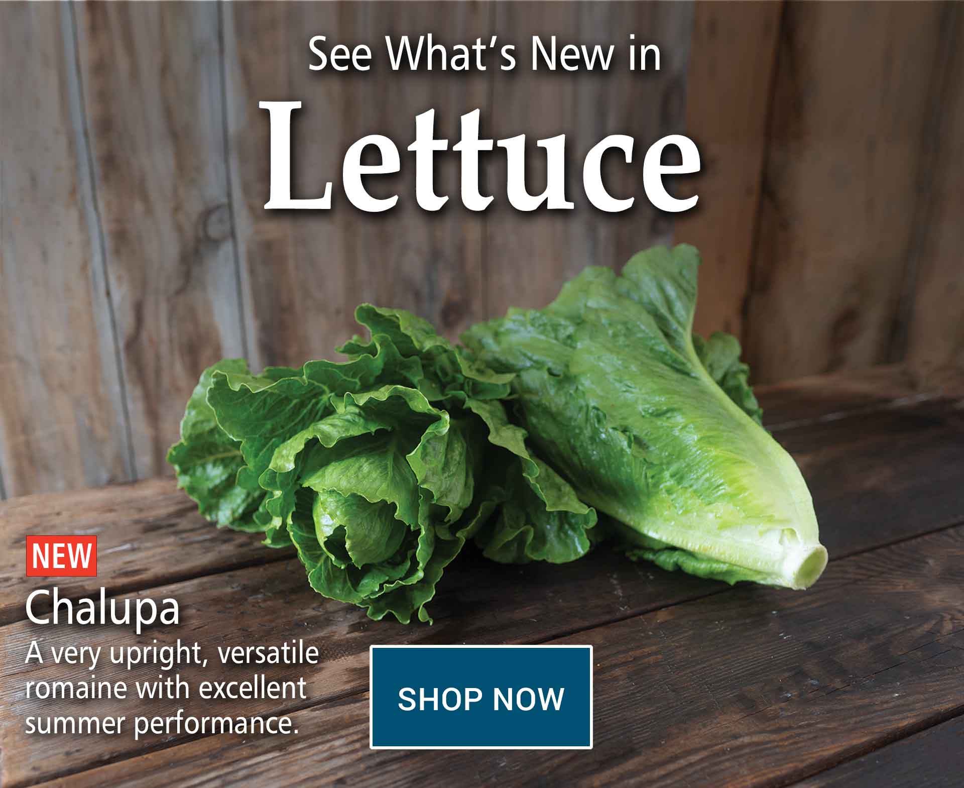 johnny's selected seeds New Lettuce for 2024 Milled