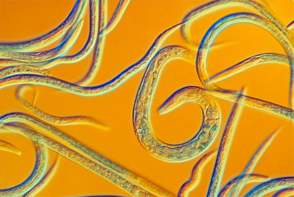 A swirl of translucent worms in front of a yellow background.