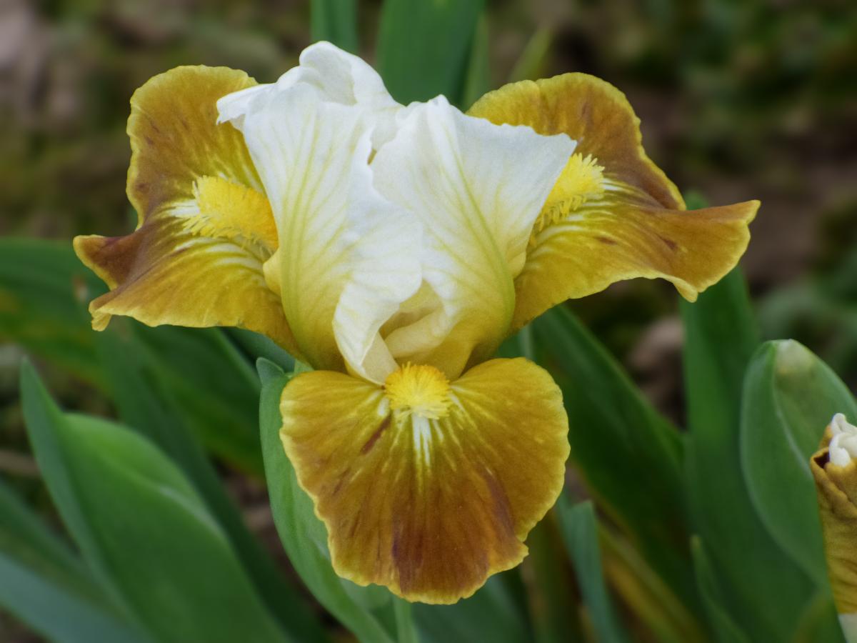 Schreiner's Iris Gardens Get Ready! Our 2024 Collector's Catalog Is