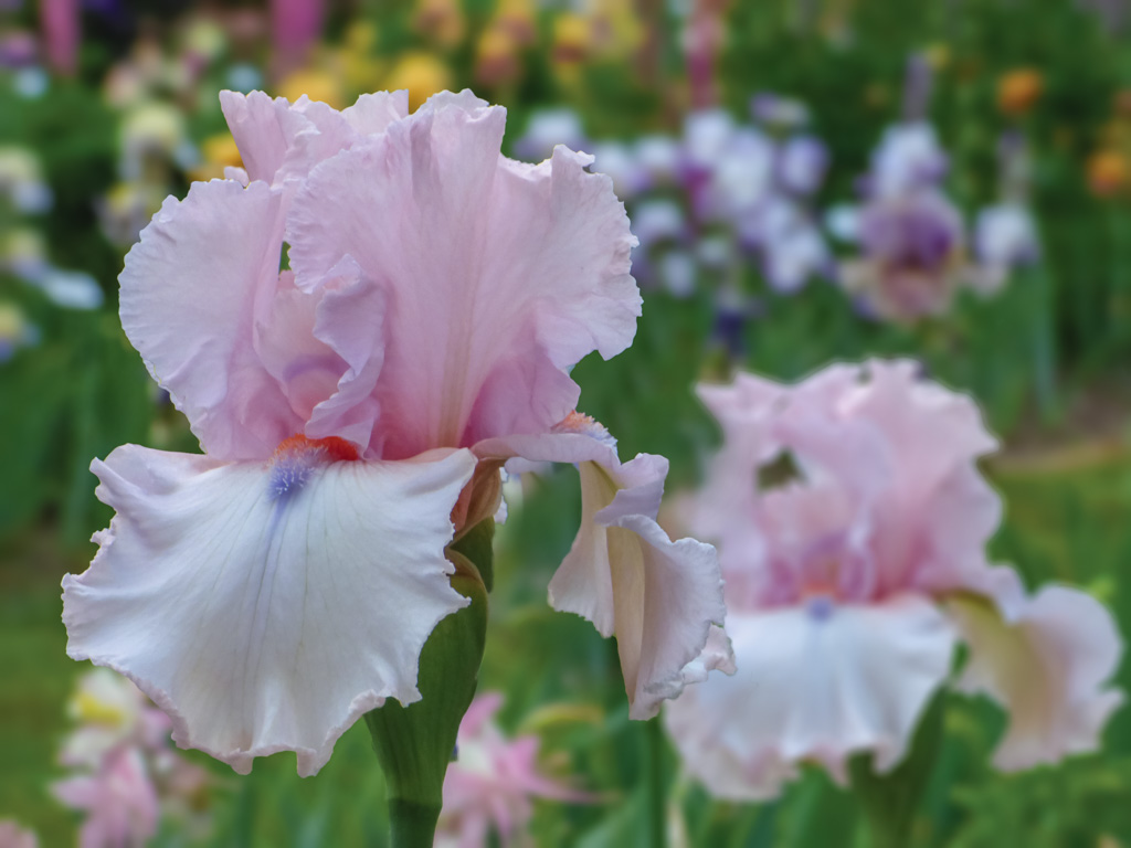 Schreiner's Iris Gardens Get Ready! Our 2024 Collector's Catalog Is