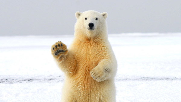 A polar bear appears to wave as it sits upright on a snowy landscape.