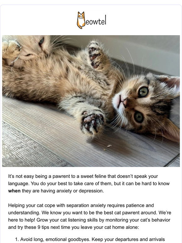 Image showcasing Meowtel: Understanding kitty separation anxiety and depression 🐾 | Milled