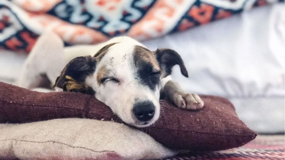 An adorable image of a dog fast asleep on top of two pillows.