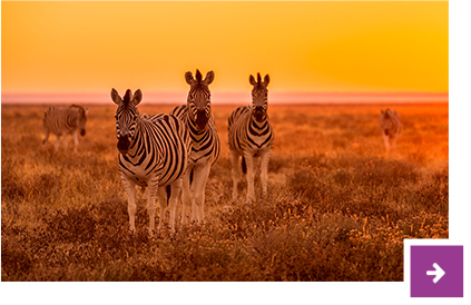 Zebras im Etosha Nationalpark.