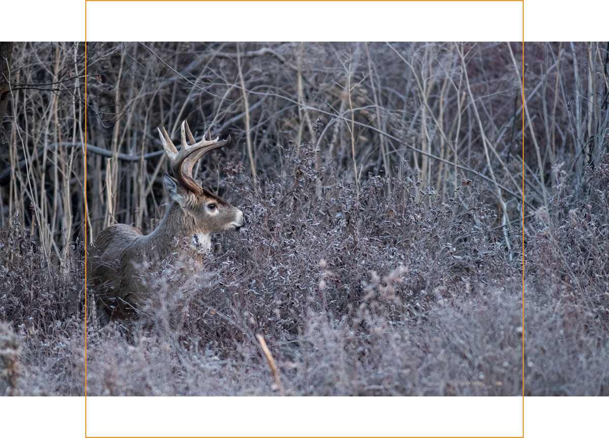 HuntStand LateSeason Deer Hunting Guide Milled