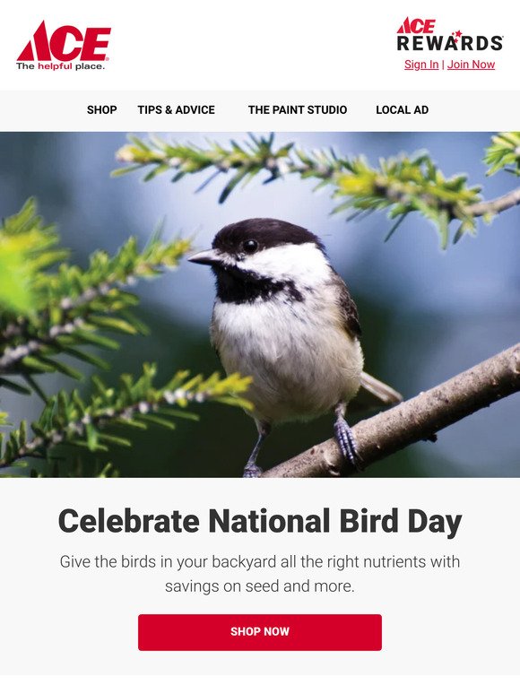 🐦 Celebrate National Bird Day with Deals