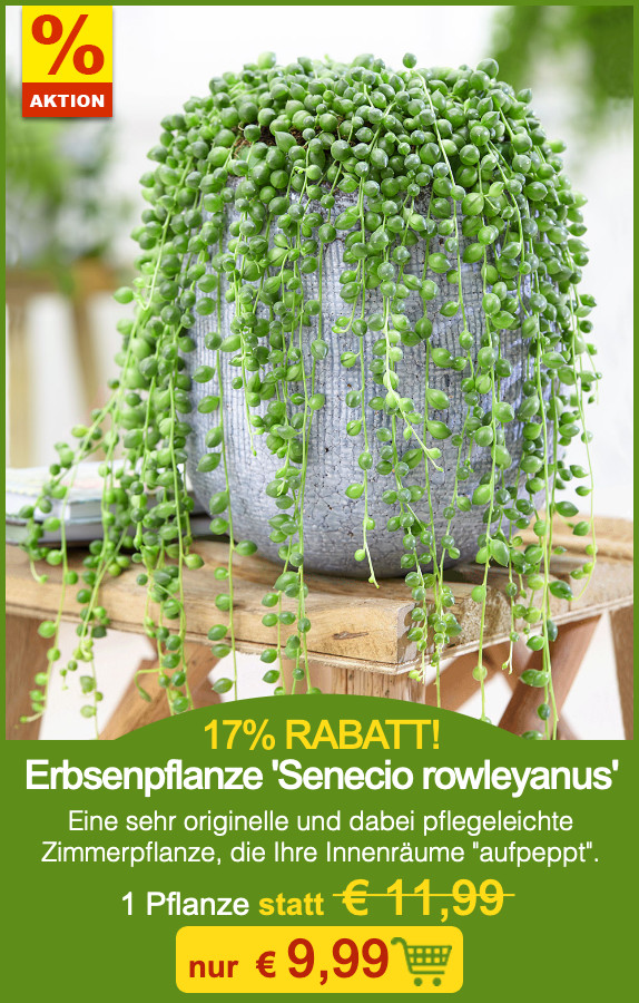 BALDURGarten 💚 ZimmerpflanzenAKTIONS Woche, Herr —! Milled