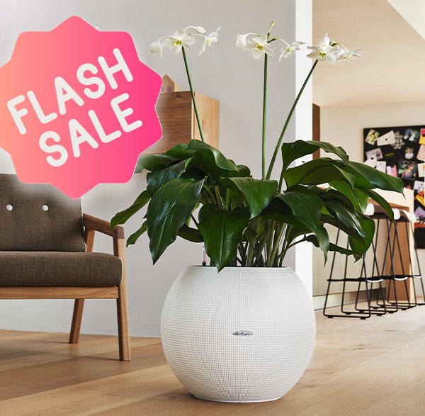 05.01. - 15.01.24 / FLASH SALE - 25% off select items