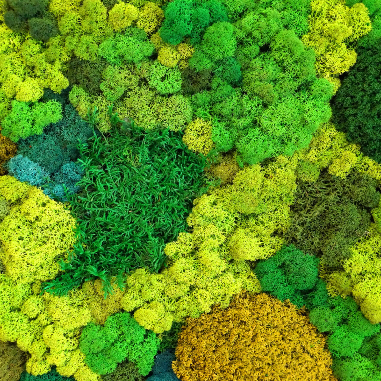 TN Nursery: Introducing the New Live Moss Sampler Box! | Milled