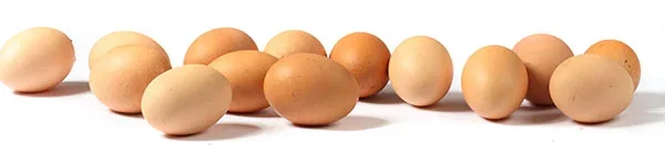 Eggs in a row sm_20204808 copy