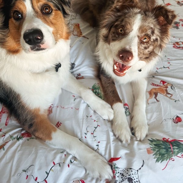 Twas the night before December and bandit_and_alaska were snuggled up on the Merry Woofmass quilt cover set 🎄🎅
#pillowtalkaustralia #fortheloveofcomfort