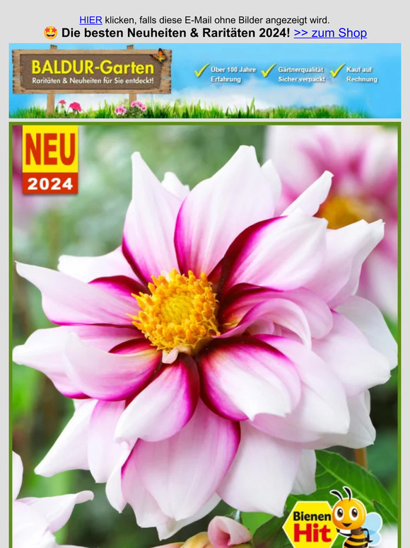 BALDURGarten 🤩 Die besten Neuheiten & Raritäten 2024! Milled