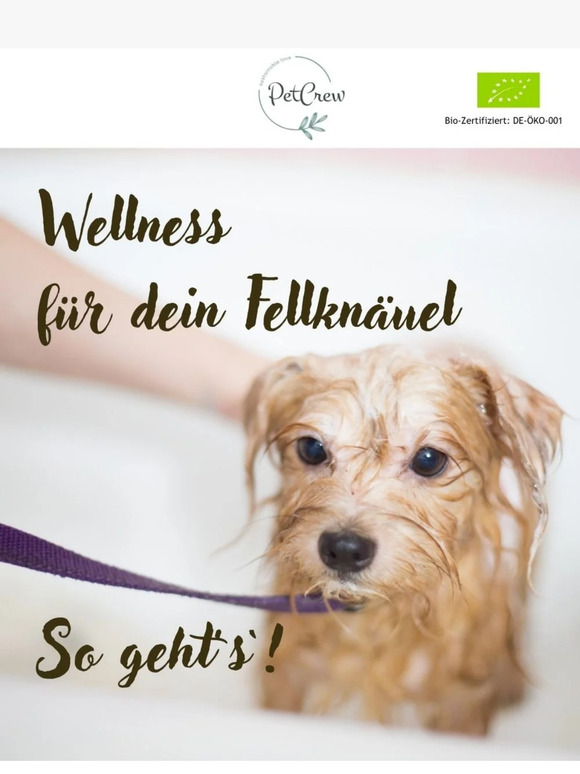Wellness-Tipps für deinen Vierbeiner 🛀 🐾