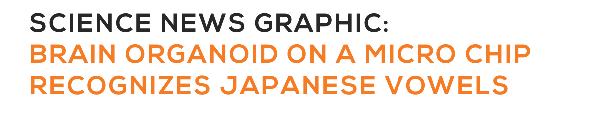 SCIENCE NEWS GRAPHIC:BRAIN ORGANOID ON A MICRO CHIP RECOGNIZES JAPANESE VOWELS