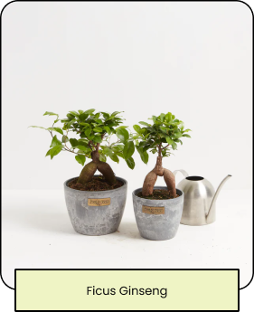 Ficus Ginseng