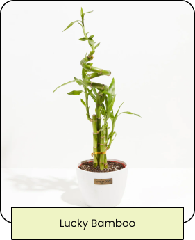 Lucky Bamboo