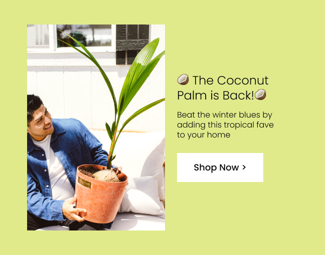 Coconut Palm