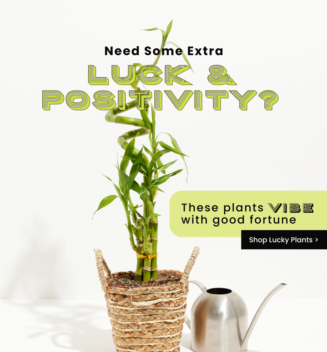 Shop Lucky Plants